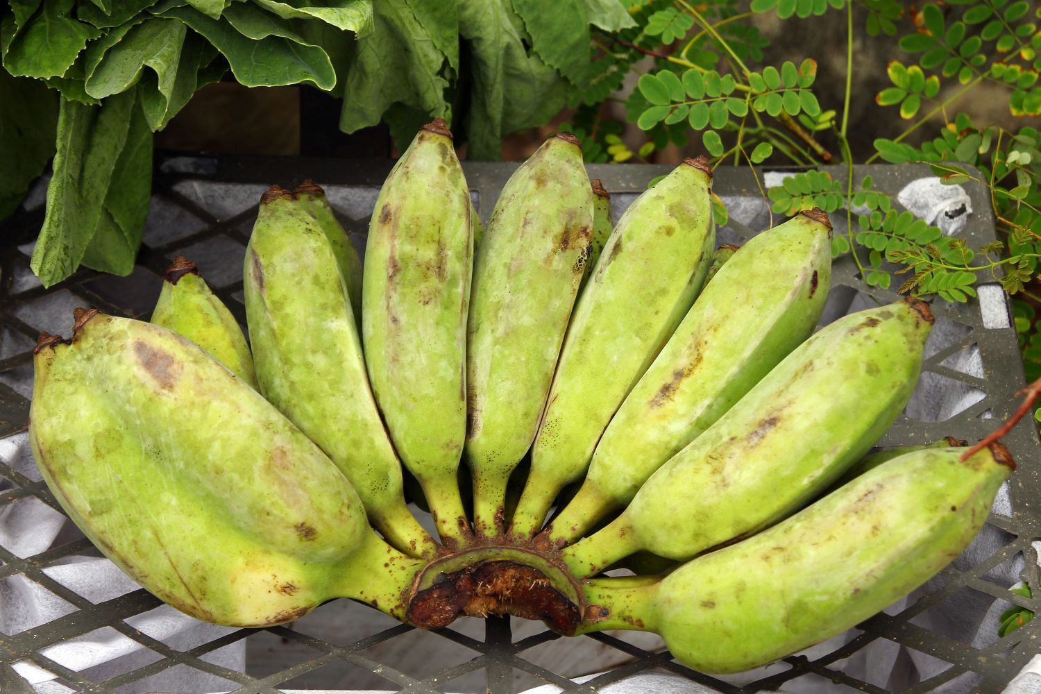 Nam Wa banana